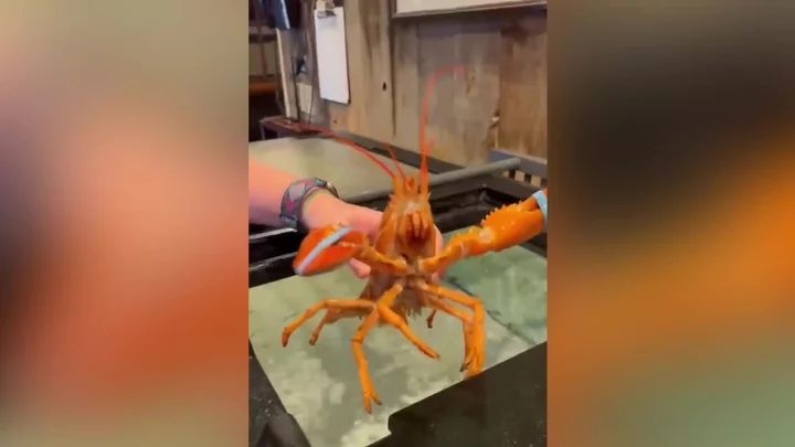 A rare intersex lobster called 'Bowie' has become a TikTok sensation