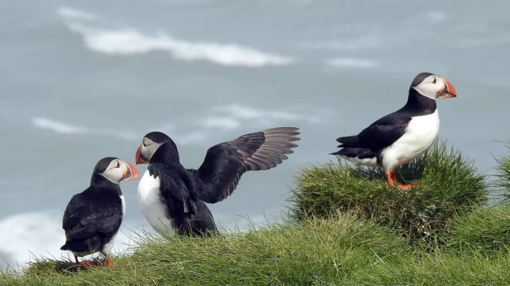 People are launching baby puffins off cliffs in Iceland – here's why