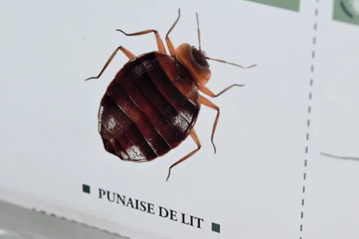 London mayor says concerned by bedbug outbreaks in France