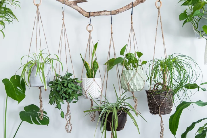 What's up with your houseplant? Here's how to figure it out.