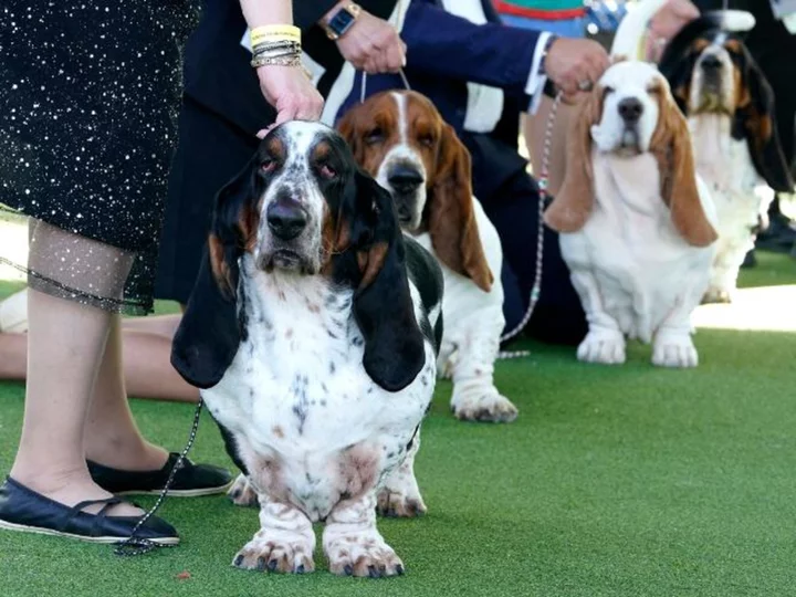 What to know about the 2023 Westminster Dog Show