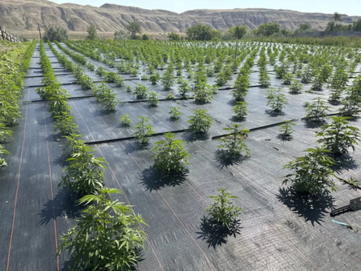 Washington legal pot farms get back to work after pesticide concerns halted operations