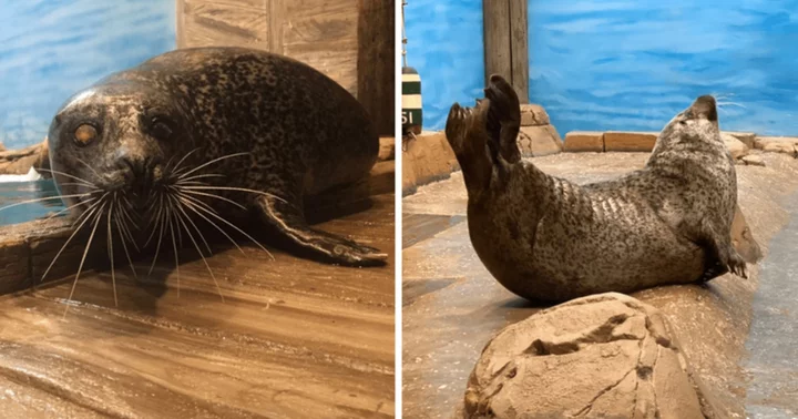 'This breaks my heart': Internet reacts after Luseal, Jersey Shore’s beloved visually-impaired seal, dies at 34