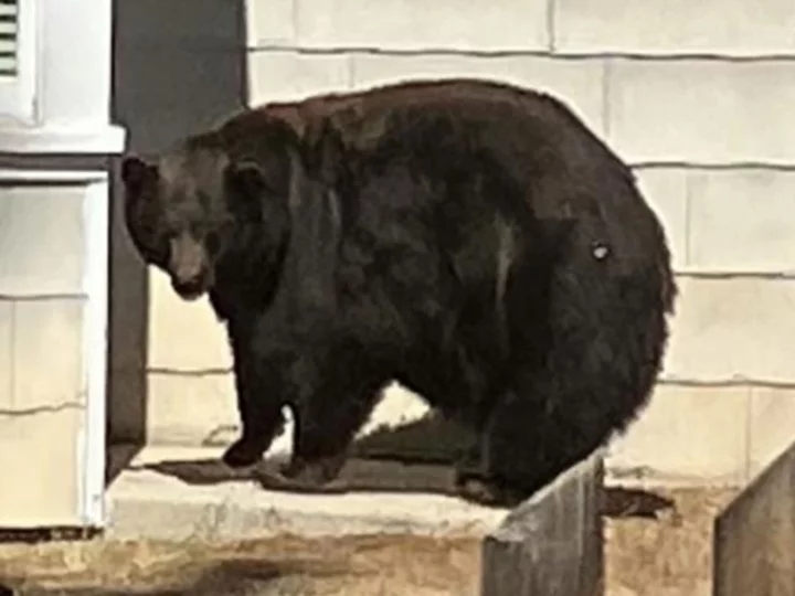 California bear 'Hank the Tank' captured in Lake Tahoe and will be relocated